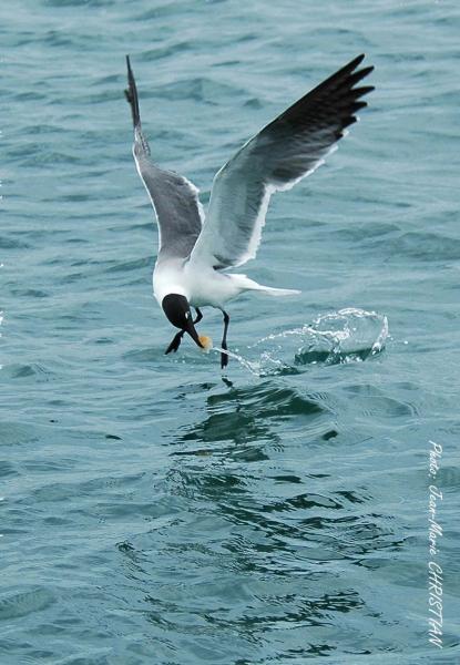 Mouette Saint Martin