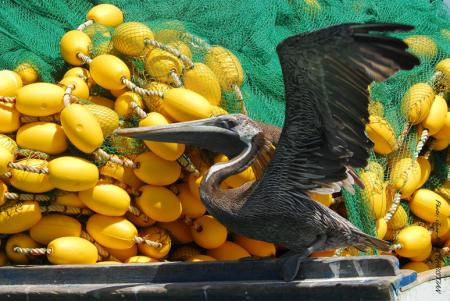 Pelican Margarita Venezuela