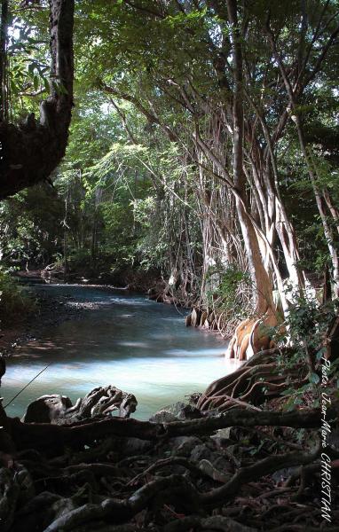 Rivière Indienne ile de la Dominique