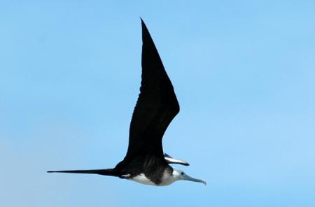 Libre