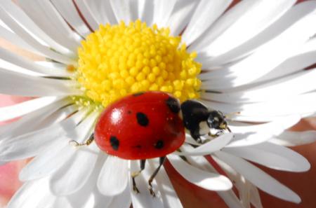 Jaune et rouge